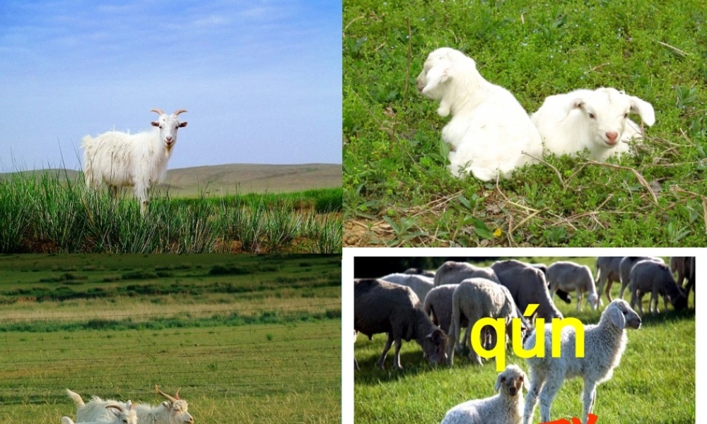 秋一年级语文上册《天上一群小白羊》课件3 沪教版-沪教版小学一年级上册语文课件