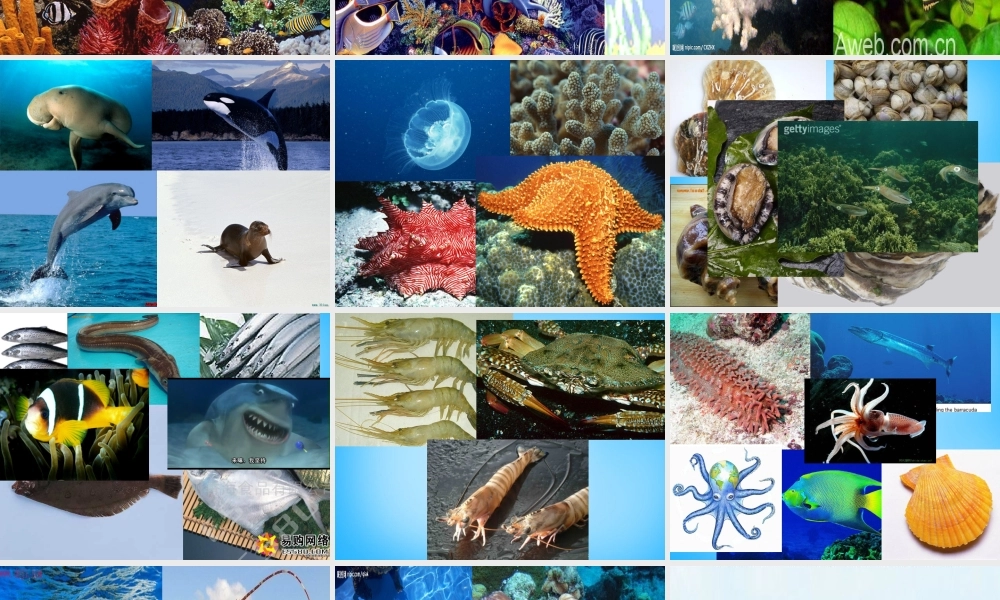 秋三年级语文上册《海底世界》课件1 沪教版-沪教版小学三年级上册语文课件