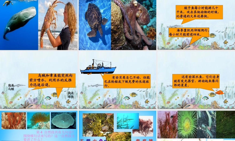秋三年级语文上册《海底世界》课件1 沪教版-沪教版小学三年级上册语文课件