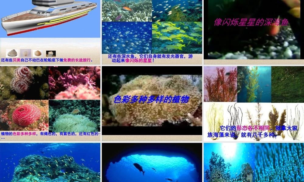 秋三年级语文上册《海底世界》课件2 北师大版-北师大版小学三年级上册语文课件