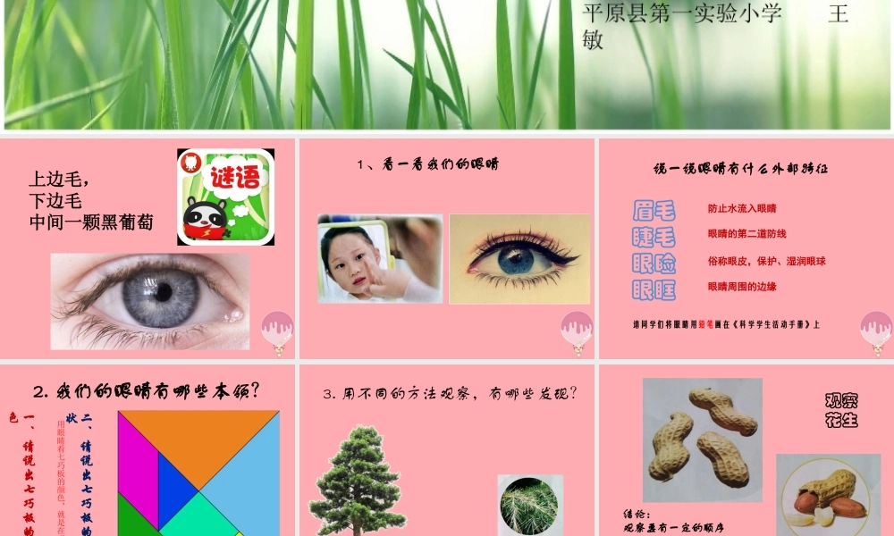 秋一年级科学上册 第3课 看一看课件2 青岛版六三制-青岛版小学一年级上册自然科学课件