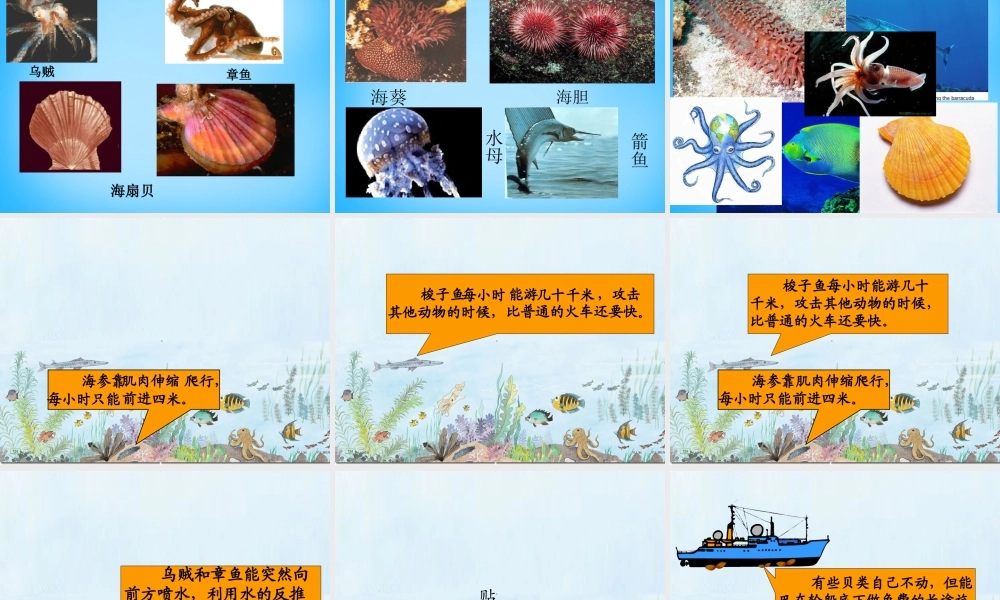 秋三年级语文上册《海底世界》课件2 沪教版-沪教版小学三年级上册语文课件