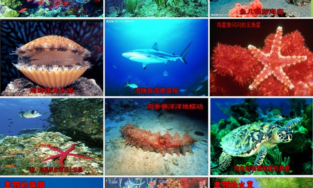 秋三年级语文上册《海底世界》课件4 北师大版-北师大版小学三年级上册语文课件