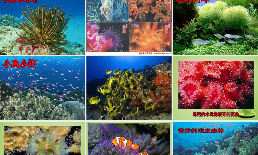 秋三年级语文上册《海底世界》课件4 北师大版-北师大版小学三年级上册语文课件