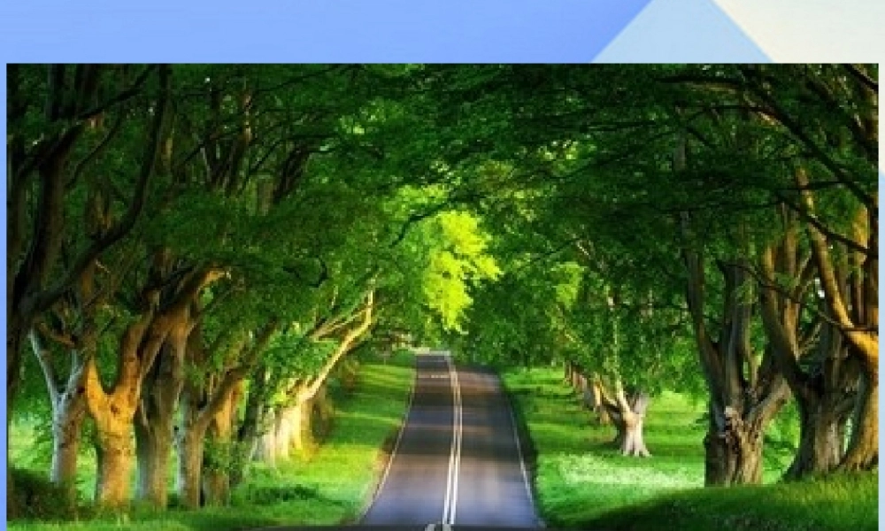 春六年级英语下册 Unit 4《Planting trees is good for us》课件4 （新版）湘少版-湘少版小学六年级下册英语课件