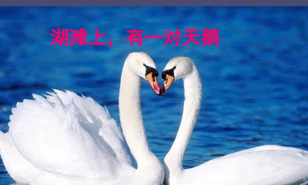 秋三年级语文上册《湖滩上，有一对天鹅》课件2 冀教版-冀教版小学三年级上册语文课件