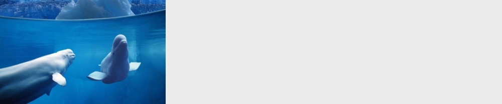 秋二年级语文上册《白鲸得救了》课件1 沪教版-沪教版小学二年级上册语文课件