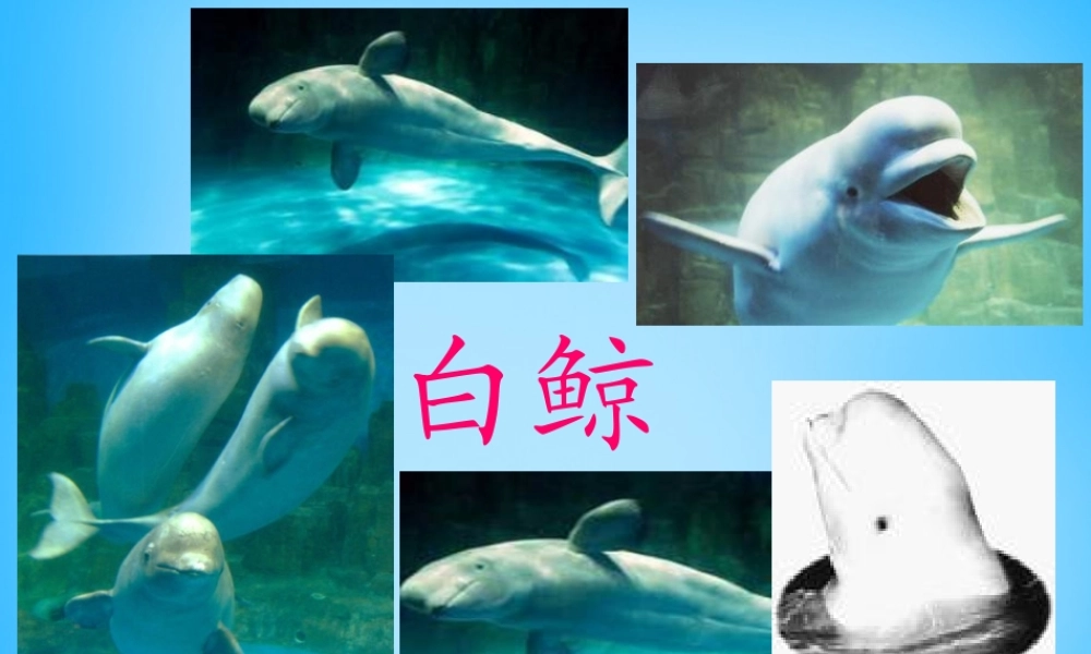 秋二年级语文上册《白鲸得救了》课件4 沪教版-沪教版小学二年级上册语文课件