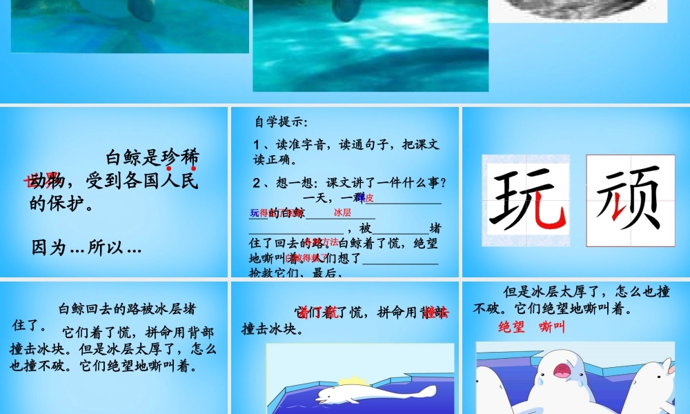秋二年级语文上册《白鲸得救了》课件4 沪教版-沪教版小学二年级上册语文课件