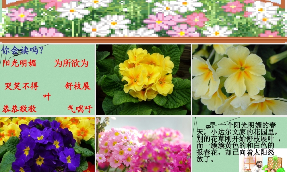 秋三年级语文上册《会变色的报春花》课件1 冀教版-冀教版小学三年级上册语文课件