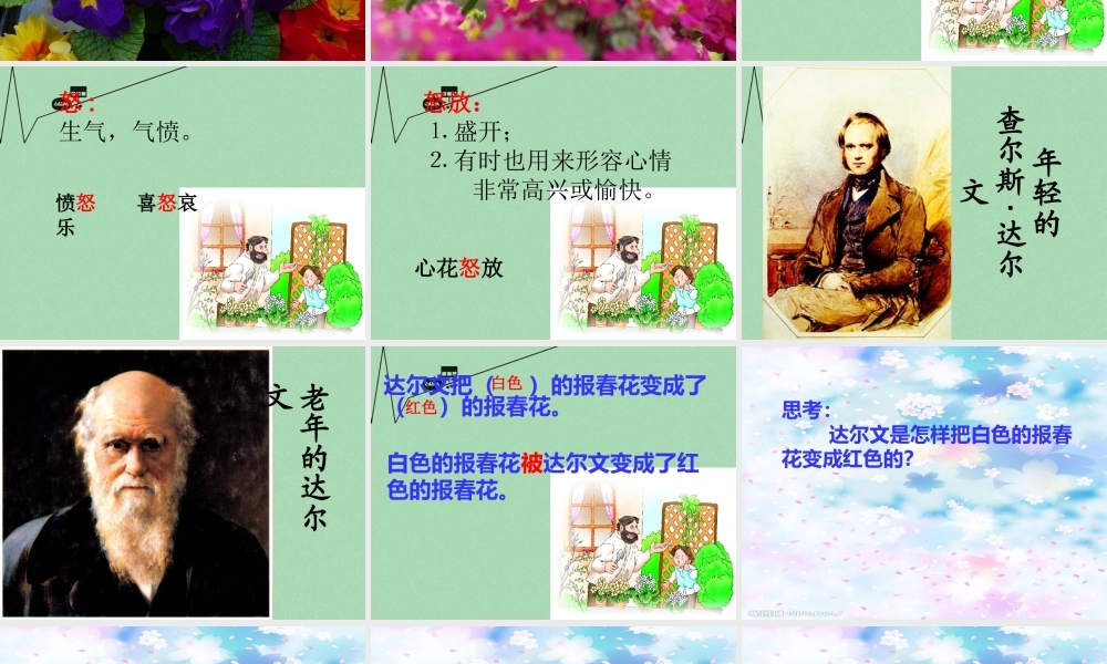 秋三年级语文上册《会变色的报春花》课件1 冀教版-冀教版小学三年级上册语文课件