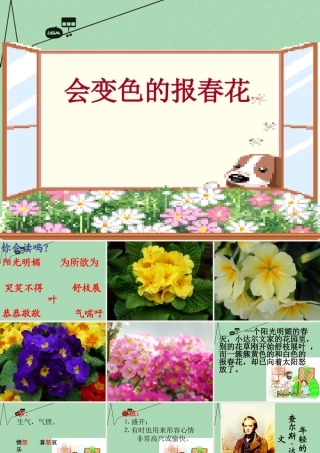 秋三年级语文上册《会变色的报春花》课件1 冀教版-冀教版小学三年级上册语文课件