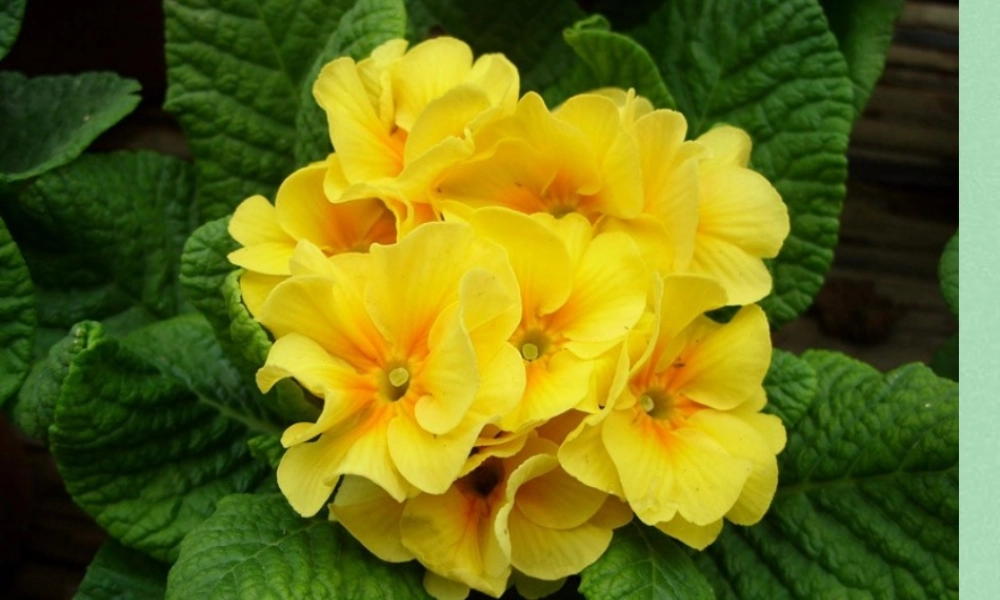 秋三年级语文上册《会变色的报春花》课件2 冀教版-冀教版小学三年级上册语文课件