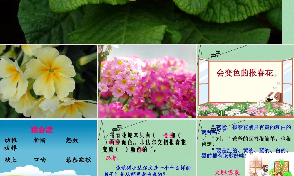 秋三年级语文上册《会变色的报春花》课件2 冀教版-冀教版小学三年级上册语文课件