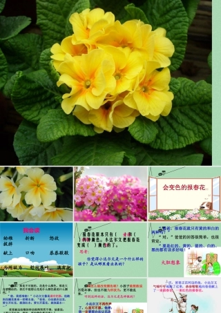 秋三年级语文上册《会变色的报春花》课件2 冀教版-冀教版小学三年级上册语文课件
