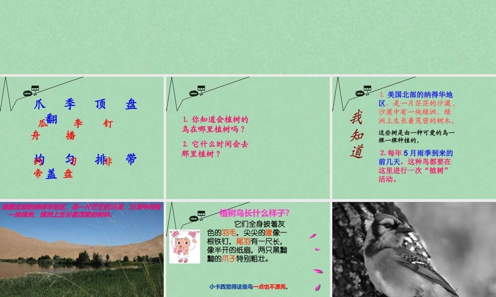 秋三年级语文上册《会植树的鸟》课件2 冀教版-冀教版小学三年级上册语文课件