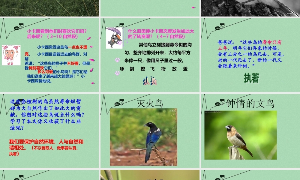 秋三年级语文上册《会植树的鸟》课件2 冀教版-冀教版小学三年级上册语文课件