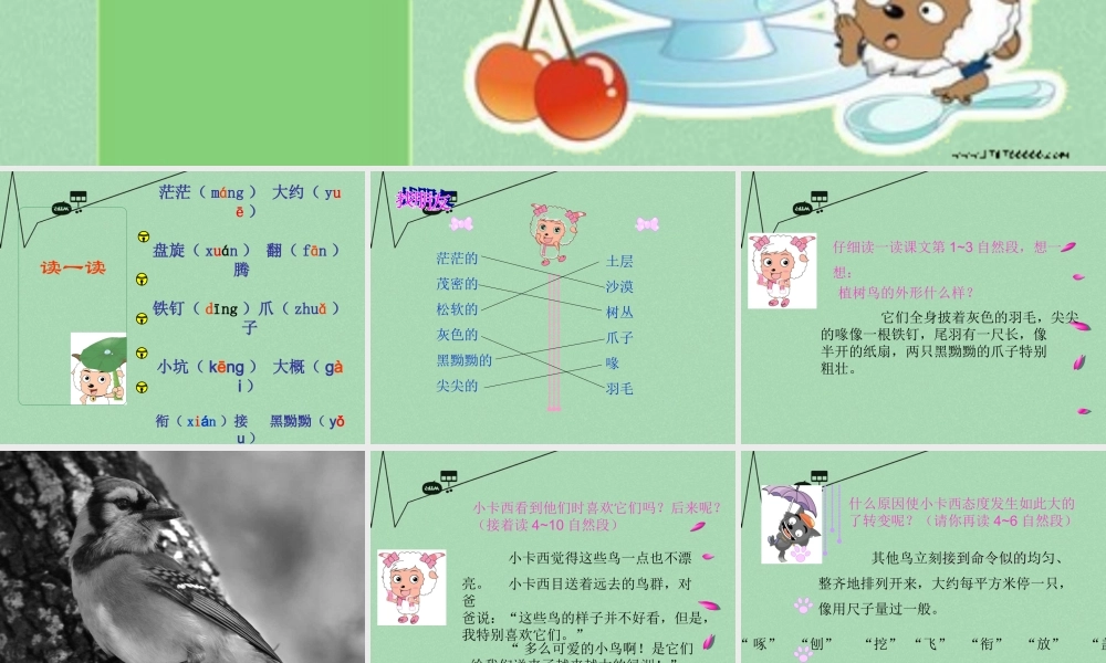 秋三年级语文上册《会植树的鸟》课件3 冀教版-冀教版小学三年级上册语文课件