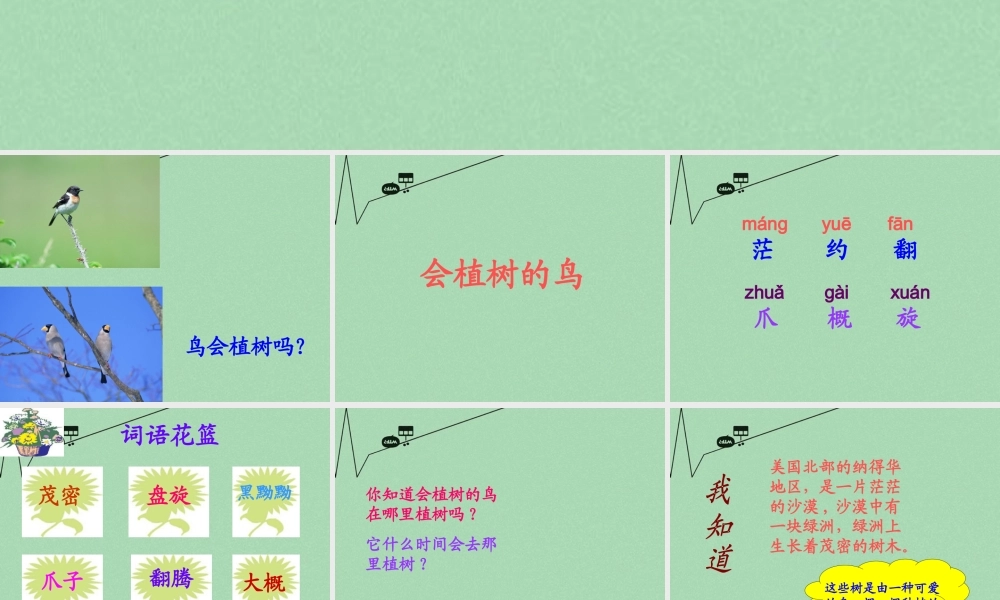 秋三年级语文上册《会植树的鸟》课件4 冀教版-冀教版小学三年级上册语文课件