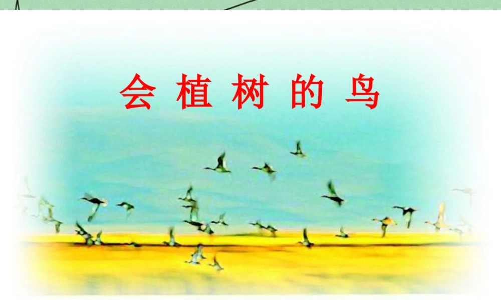 秋三年级语文上册《会植树的鸟》课件5 冀教版-冀教版小学三年级上册语文课件