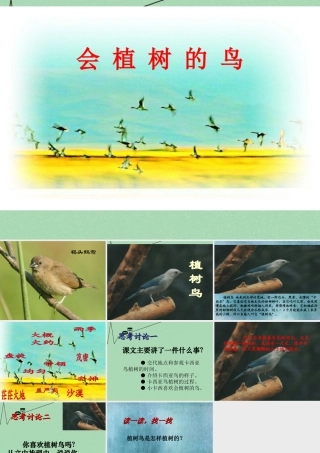 秋三年级语文上册《会植树的鸟》课件5 冀教版-冀教版小学三年级上册语文课件