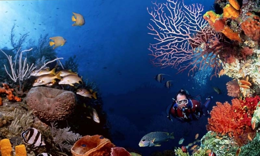 秋一年级语文上册《小海马》课件2 沪教版-沪教版小学一年级上册语文课件