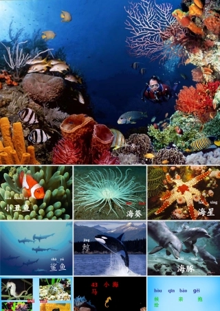 秋一年级语文上册《小海马》课件2 沪教版-沪教版小学一年级上册语文课件