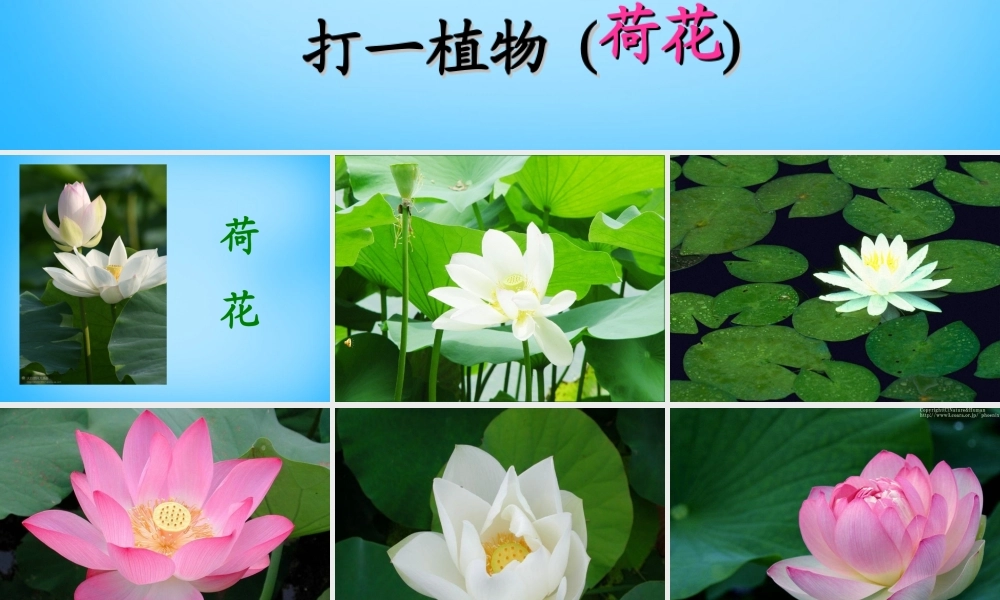 秋二年级语文上册《荷花》课件1 沪教版-沪教版小学二年级上册语文课件