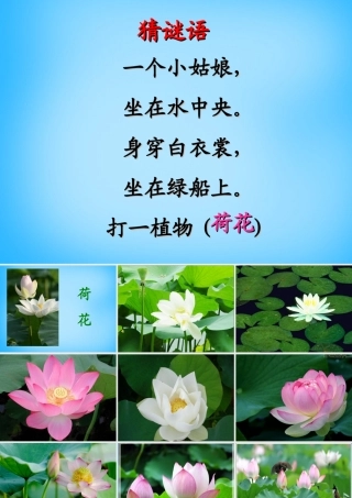 秋二年级语文上册《荷花》课件1 沪教版-沪教版小学二年级上册语文课件