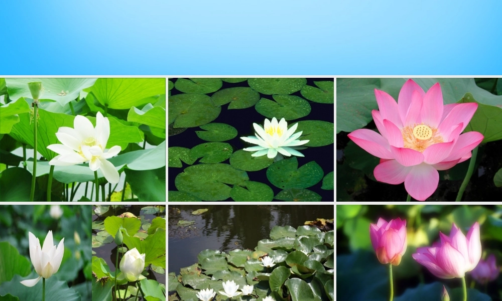 秋二年级语文上册《荷花》课件2 沪教版-沪教版小学二年级上册语文课件