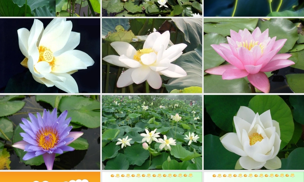 秋二年级语文上册《荷花》课件2 沪教版-沪教版小学二年级上册语文课件