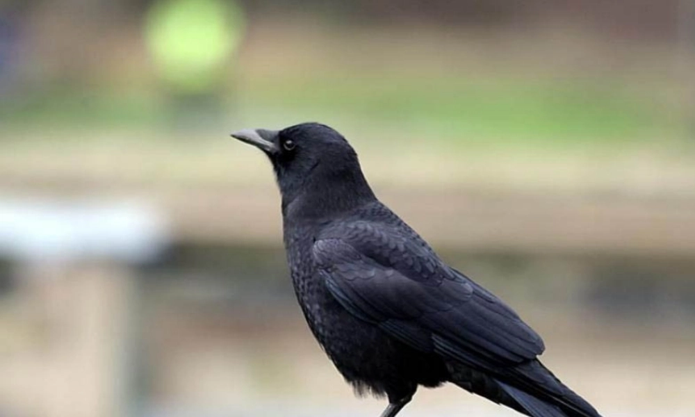 秋一年级语文上册《小乌鸦爱妈妈》课件1 沪教版-沪教版小学一年级上册语文课件