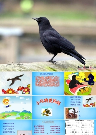 秋一年级语文上册《小乌鸦爱妈妈》课件1 沪教版-沪教版小学一年级上册语文课件