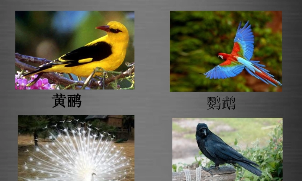 秋一年级语文上册《小乌鸦和妈妈》课件3 冀教版-冀教版小学一年级上册语文课件