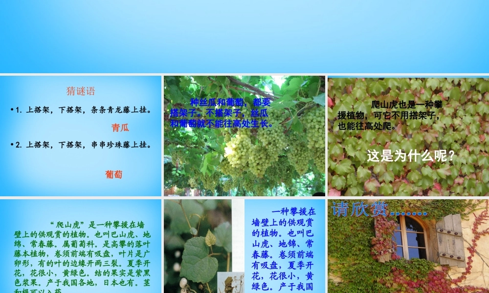 秋三年级语文上册《爬山虎的脚》课件1 沪教版-沪教版小学三年级上册语文课件