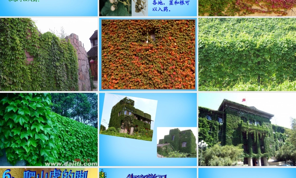 秋三年级语文上册《爬山虎的脚》课件1 沪教版-沪教版小学三年级上册语文课件