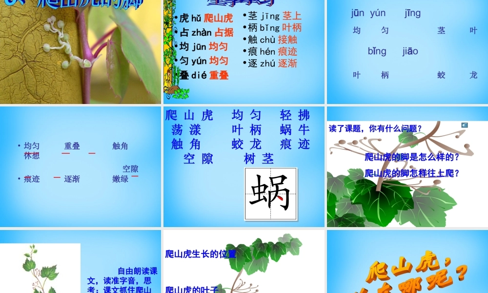 秋三年级语文上册《爬山虎的脚》课件1 沪教版-沪教版小学三年级上册语文课件