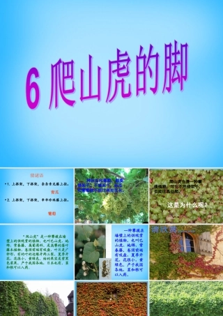 秋三年级语文上册《爬山虎的脚》课件1 沪教版-沪教版小学三年级上册语文课件