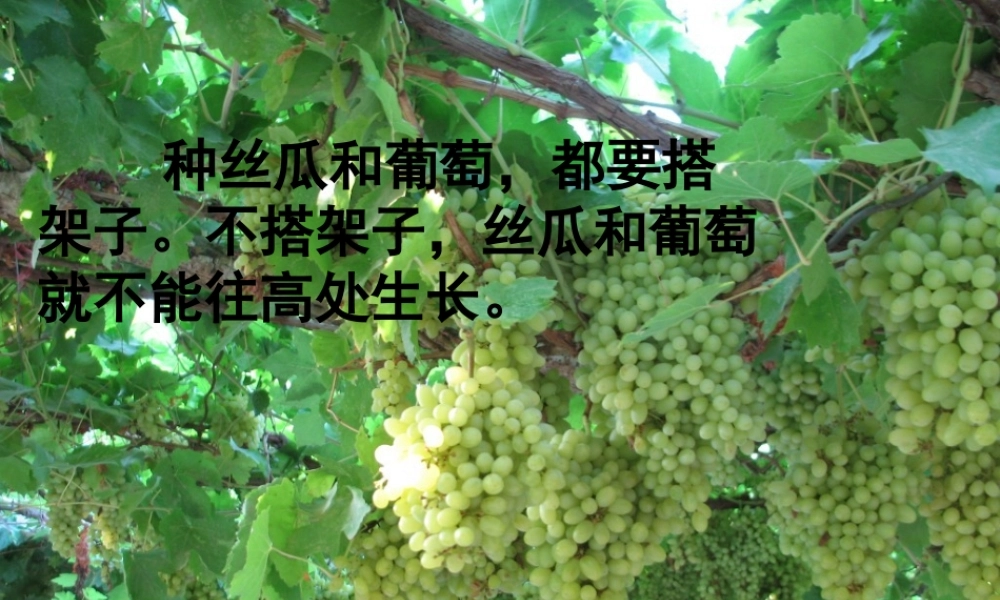 秋三年级语文上册《爬山虎的脚》课件3 沪教版-沪教版小学三年级上册语文课件