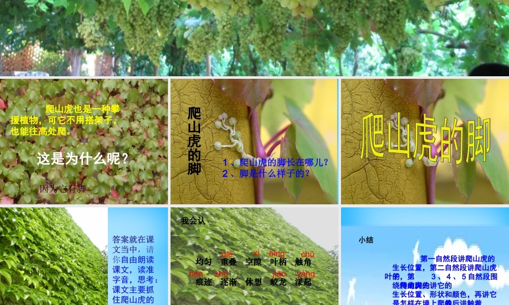 秋三年级语文上册《爬山虎的脚》课件3 沪教版-沪教版小学三年级上册语文课件