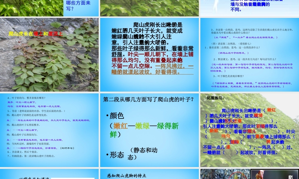 秋三年级语文上册《爬山虎的脚》课件3 沪教版-沪教版小学三年级上册语文课件