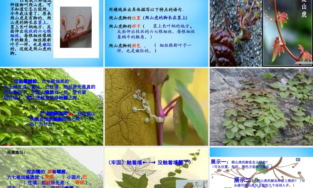 秋三年级语文上册《爬山虎的脚》课件3 沪教版-沪教版小学三年级上册语文课件