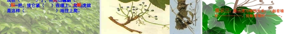 秋三年级语文上册《爬山虎的脚》课件3 沪教版-沪教版小学三年级上册语文课件
