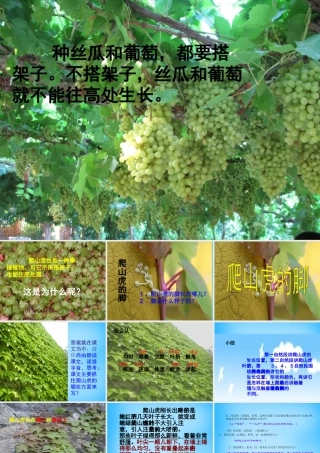 秋三年级语文上册《爬山虎的脚》课件3 沪教版-沪教版小学三年级上册语文课件