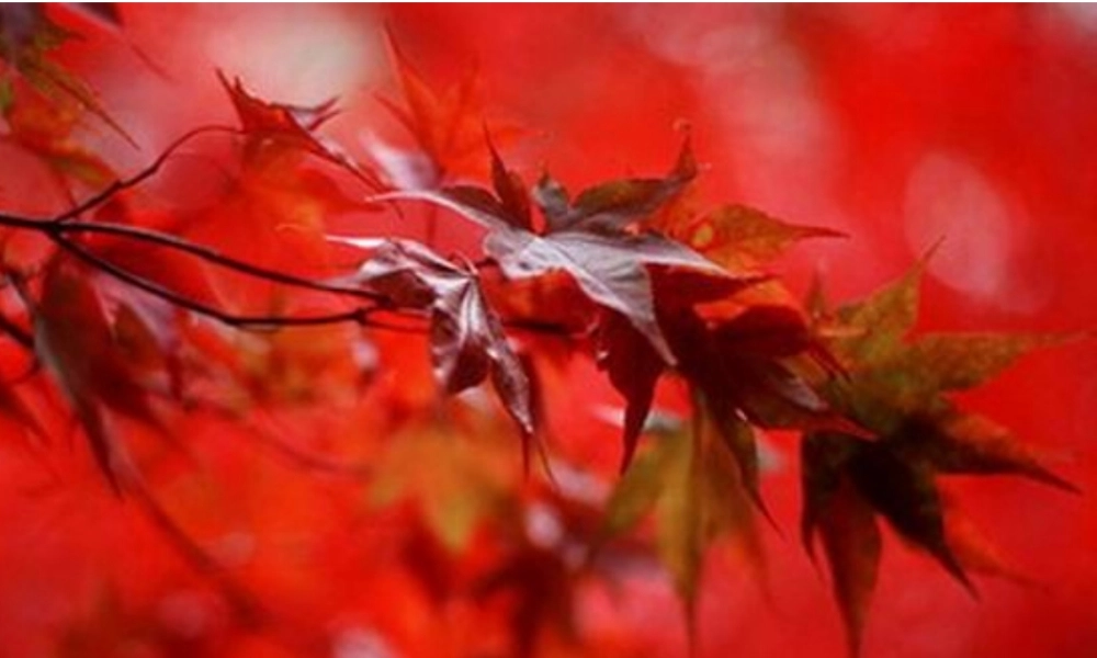 秋二年级语文上册《火红的枫叶》课件1 北师大版-北师大版小学二年级上册语文课件