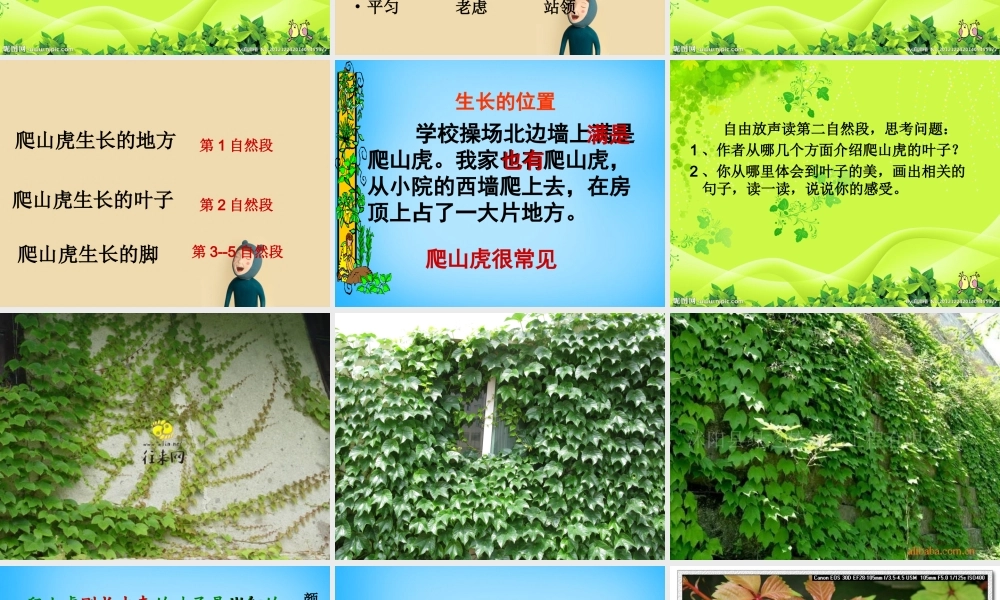 秋三年级语文上册《爬山虎的脚》课件4 沪教版-沪教版小学三年级上册语文课件