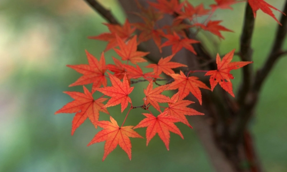 秋二年级语文上册《火红的枫叶》课件3 北师大版-北师大版小学二年级上册语文课件