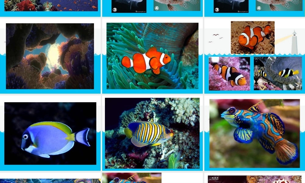 秋三年级语文上册《奇妙的海底世界》课件1 北师大版-北师大版小学三年级上册语文课件