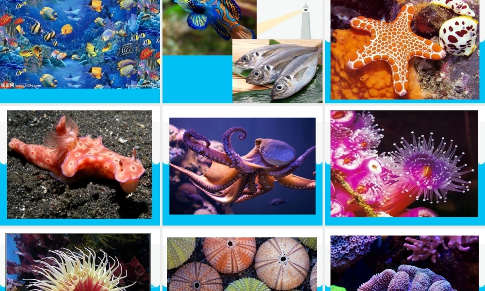 秋三年级语文上册《奇妙的海底世界》课件1 北师大版-北师大版小学三年级上册语文课件