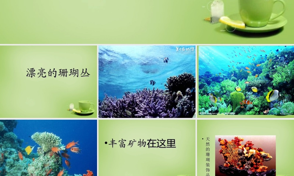 秋三年级语文上册《奇妙的海底世界》课件2 北师大版-北师大版小学三年级上册语文课件